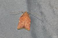 Carcina quercana