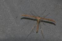 Emmelina