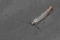 Yponomeuta