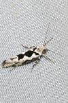 Ypsolopha sequella
