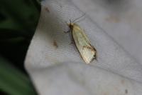 Agapeta hamana