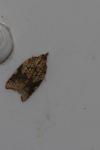 Acleris rhombana