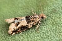 Crocidosema plebejana