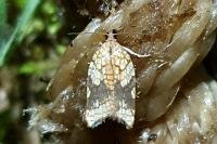 Acleris rhombana