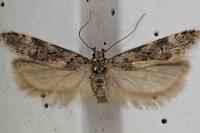 Teleiopsis bagriotella