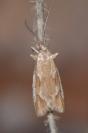 Diurnea lipsiella