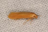 Haplochrois ochraceella