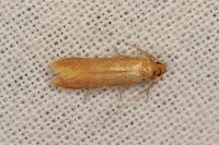 Haplochrois ochraceella