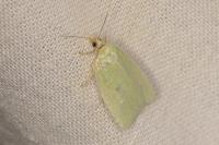Tortrix viridana