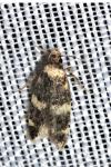 Oegoconia