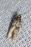 Blastobasis glandulella
