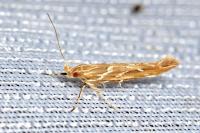 Pyroderces argyrogrammos