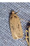 Agonopterix yeatiana