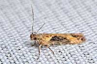 Scrobipalpa costella
