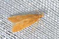 Helcystogramma rufescens