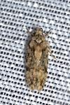 Carpatolechia fugacella