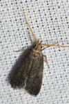 Lecithocera nigrana