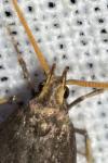Lecithocera nigrana