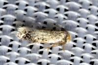 Stigmella