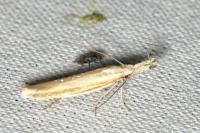 Pleurota aristella