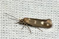 Scythris scopolella