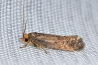 Cephimallota crassiflavella