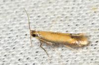 Coptotriche marginea