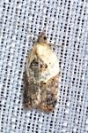 Acleris variegana