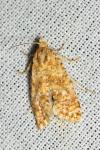 Aethes margarotana