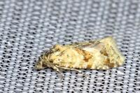 Aethes williana/margarotana