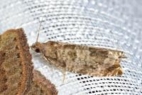 Ancylis achatana