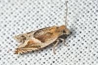 Ancylis comptana