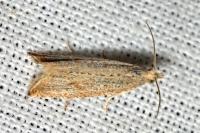 Bactra