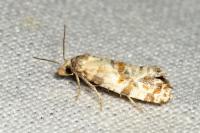 Neocochylis molliculana