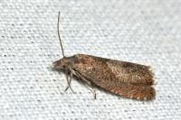 Dichrorampha