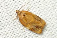 Ditula angustiorana
