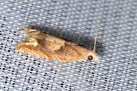 Eucosma conterminana