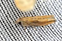 Eucosma obumbratana