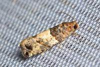 Gypsonoma aceriana