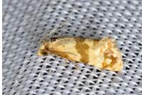 Phalonidia contractana