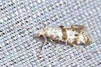 Scythropia crataegella