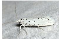 Yponomeuta