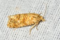 Aethes margarotana