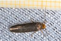 Cephimallota crassiflavella