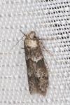 Blastobasis glandulella