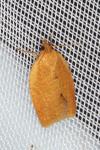 Clepsis consimilana