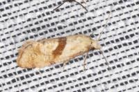 Cochylidia implicitana