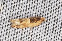 Crocidosema plebejana
