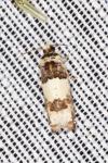 Epinotia thapsiana