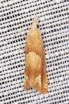 Eucosma conterminana